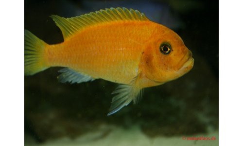 Metriaclima estherae